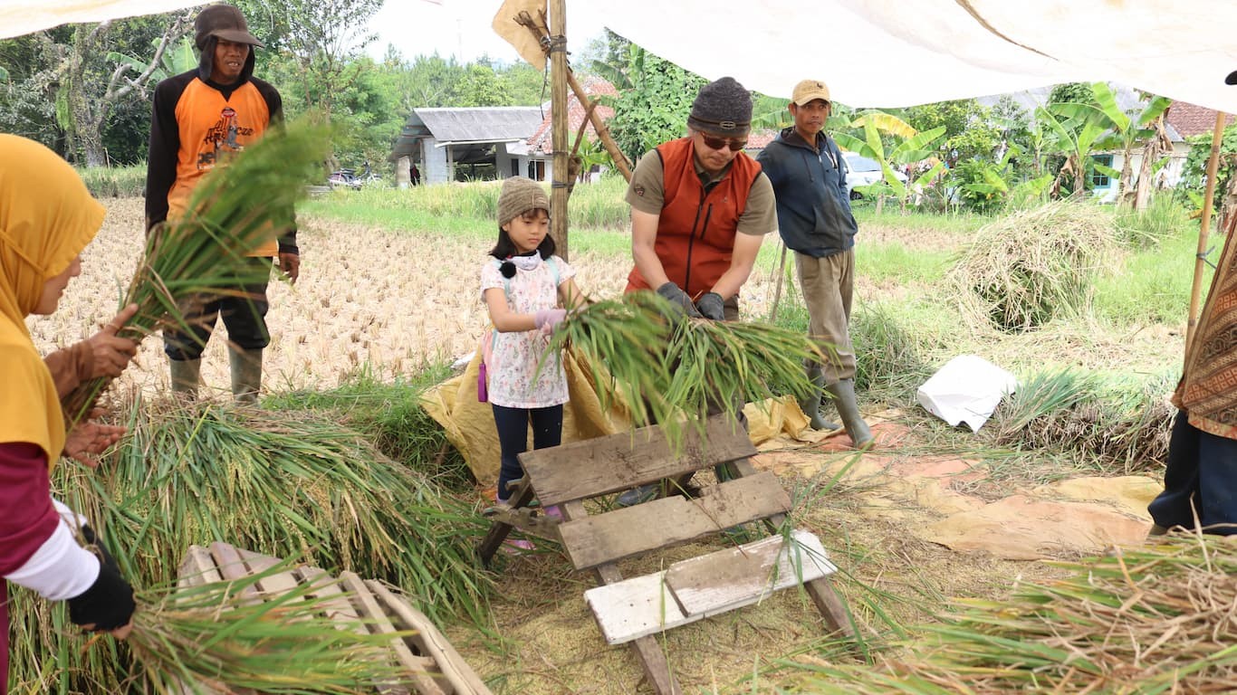 Perontokan gabah ola